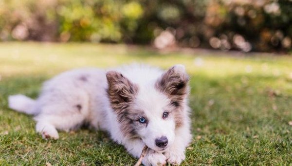 人人生 为什么大狗这么调皮呢？